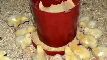 Beslenirken Pop Dinlenirken İlahi