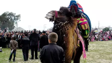 Develer, Orman İçin Güreşti
