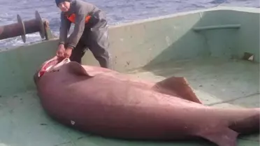 Saros Körfezi'nde Ağlara Köpekbalığı Takıldı