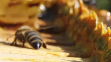 İzmir Hastalıkların Doğal Düşmanı Propolis