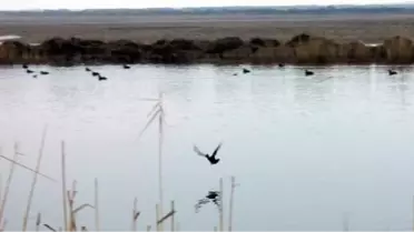 Yeşilbaşlı Ördek Doğaya Bırakıldı