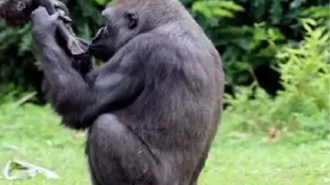 Moskova Hayvanat Bahçesi'nde Yavru Goril Sevinci