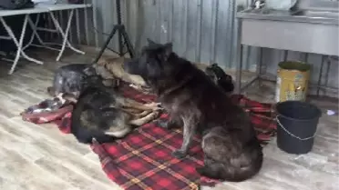 Hayvan Barınağında Sevgi Günü Kermesi