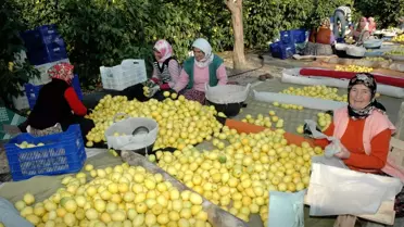 Limon Üreticisinin Yüzünü Ekşitmedi