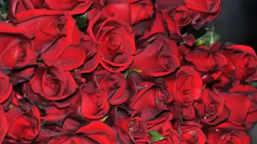 Sevgililer Günü Gül Satışını Patlattı