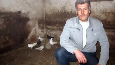 Şiran'da Güvercin Aşkı Birincilik Getirdi