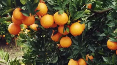 Portakal Üreticileri Fiyatın Düşük Olmasından Yakınıyor