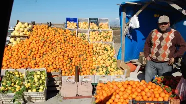 Portakal Üreticileri Fiyatlardan Yakınıyor