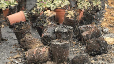 Bursa'da Yeni Kurulan Çiçek Serasına Kundaklama Girişimi