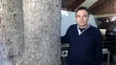 Çam Ağacı Kesilmeyince Mutfağın İçinde Kaldı