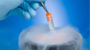 Eksi 196 Dereceden Gelen Bebekler