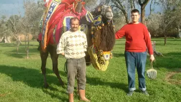 Burhaniye'de Şampiyon Develer İtibar Görüyor