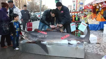 3 Metre 70 Santimlik Köpekbalığı Tezgahta Sergilendi