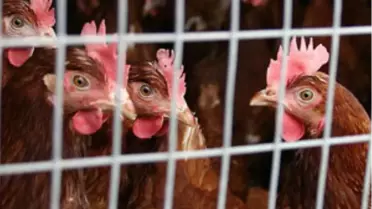 Almanya'da 'Tavuklara İşkence' Soruşturması