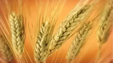 'Buğdayın En Değerli Kısmını Hayvanlar Yiyor'