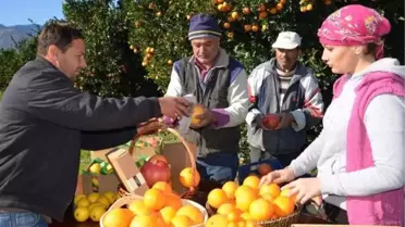 Finike Portakalı 'Sahtecilerin' Tehdidi Altında