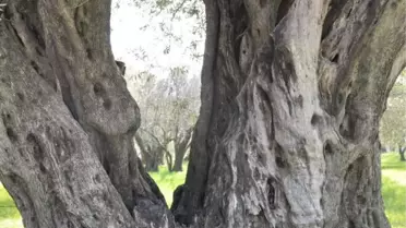 1650 Yıllık Zeytin Ağacı Tescillendi