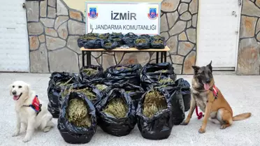 Torbalı'da 150 Kilo Esrar Ele Geçirildi