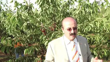 Uluborlu'da Pazarlanamayan Kiraz Depolanacak