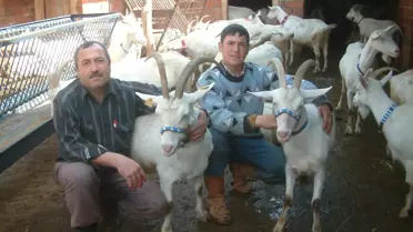 Keçilerin Süt Verimini Arttırdı