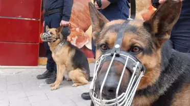 Babi ve Biber'in Görevi Toplumsal Olaylar