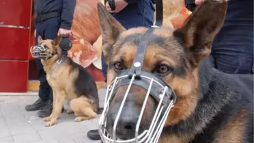 'Babi' ve 'Biber'in Görevi Toplumsal Olaylar