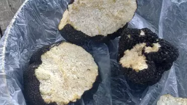 Muğla'da Türkiye'nin İlk 'Trüf Bahçesi' Kuruluyor