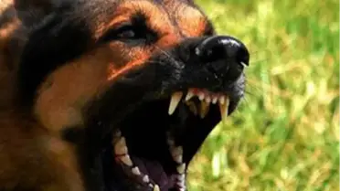 İstanbul'da Kuduz Alarmı