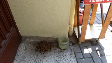 Sakarya'da Köpeklere Zehir Verildi