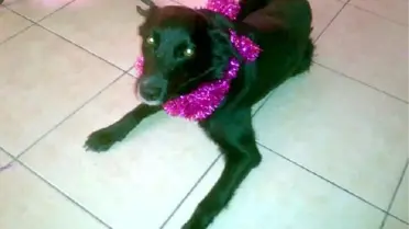Siteye Girip 2 Köpeği Tabancayla Öldürdüler