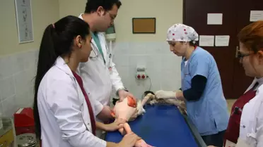 Yaralı Flamingu Ortopedik Ameliyat Oldu