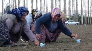 Çorum'da Şeker Pancarı Üretimini Artırma Çalışmaları