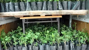 Topkapı Sarayı Gül Kokacak