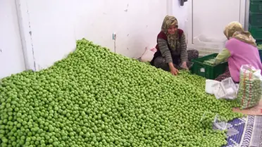 Mut Sebze Meyve Halinde Sezon Açılışı Yapıldı