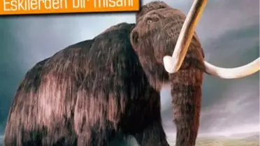 12 Bin Yıl Öncesine Ait Kemikler Bulundu