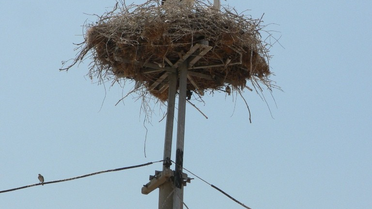 Leylekleri Koruma Seferberliği Başladı