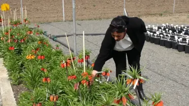 Erzincan'da Ters Lale Yetiştiriciliği