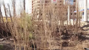 Silvan'da 5 Bin 875 Fidan Dağıtıldı