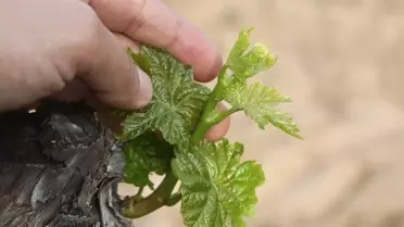 Kuru Üzüm Rekoltesinde Düşüş Bekleniyor