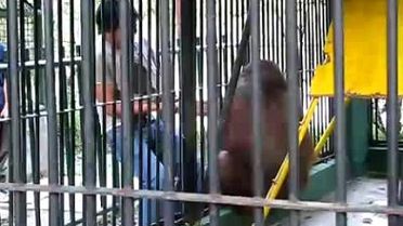 Orangutanın Tişört Aşkı