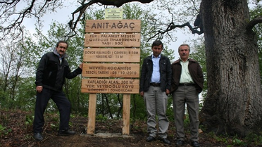 Gökçebey Veyisoğlu Köyündeki Anıt Ağaç Ziyarete Açıldı