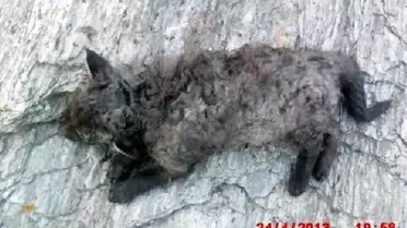Söke'de Canavar Paniği