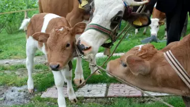 İngilizler Gdo'lu Boynuzsuz İnek Üretimine Başlayacak
