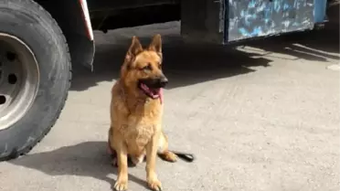 'Suçluların Korkulu Rüyası' Özel Eğitimli Polis Köpekleri