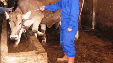Çaycuma'daki Karantina Bölgesinde Şap Aşısı Uygulaması