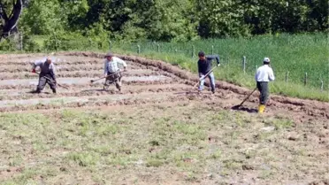 Terör Durdu, Çukurca'da Pirinç Tarlaları Ekiliyor