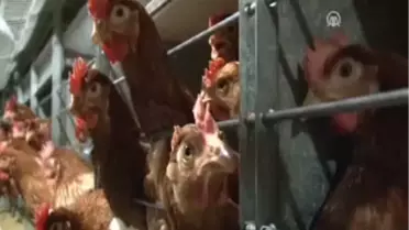 Cezaevinin 'Hükümsüz' Tavukları Mozart Dinliyor