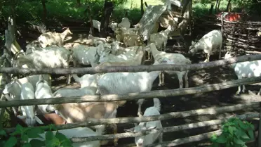 Sosyal Yardımlaşma Vakfı'ndan Keçi Yardımı