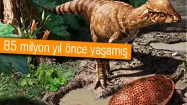 Yeni Bir Dinozor Türü Bulundu