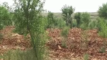 Yaylak Beldesi Bin 548 Dönüm Yeşil Alana Kavuştu